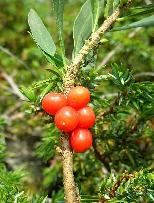 Daphne mezereum / Dafne mezereo